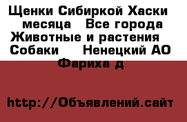 Щенки Сибиркой Хаски 2 месяца - Все города Животные и растения » Собаки   . Ненецкий АО,Фариха д.